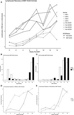 T Cell <mark class="highlighted">Lymphoma and Leukemia</mark> in Severe Combined Immunodeficiency Pigs following Bone Marrow Transplantation: A Case Report